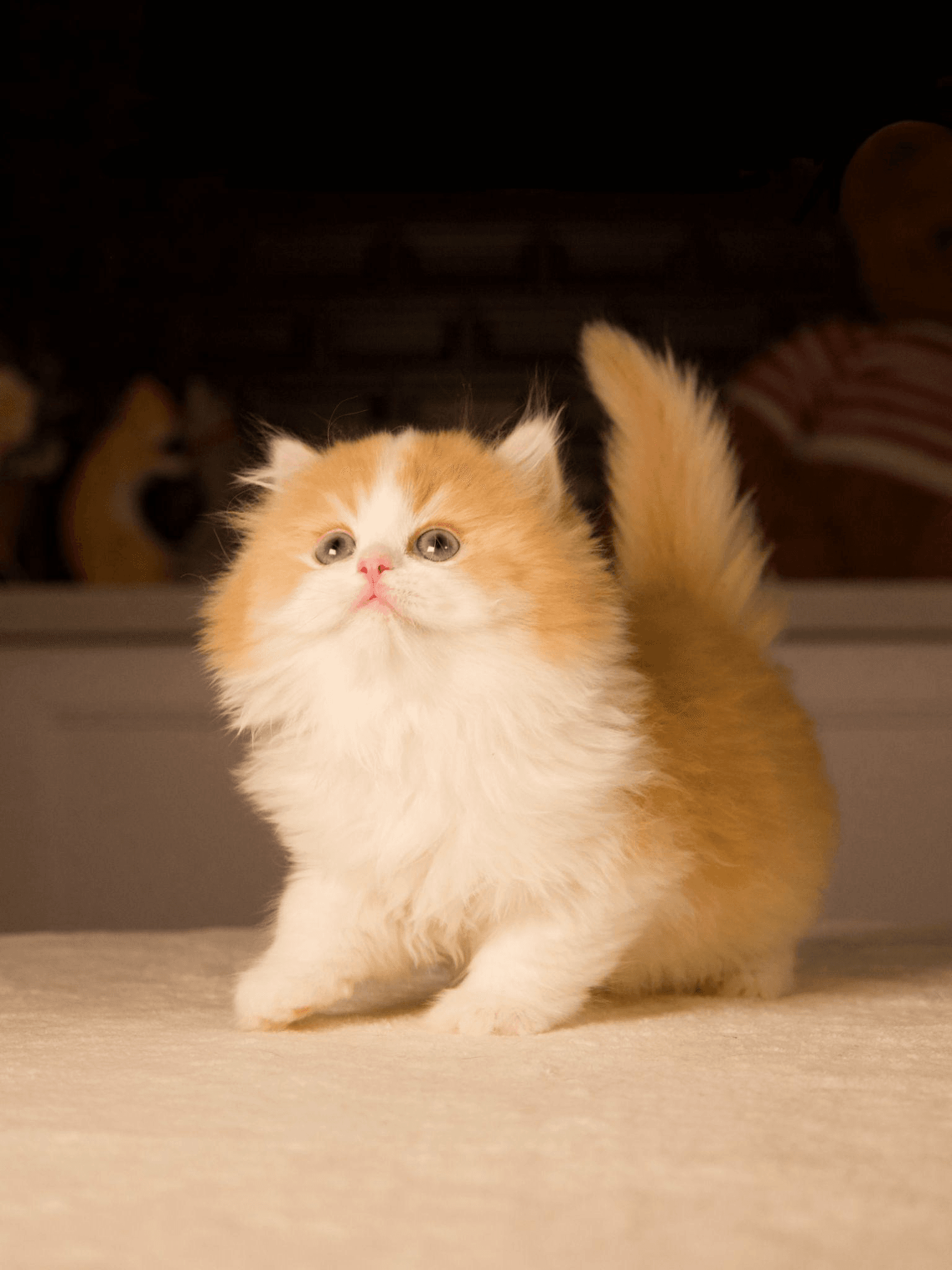 TICA, CFA, WCF: What These Feline Associations Mean for You and Your Kitten