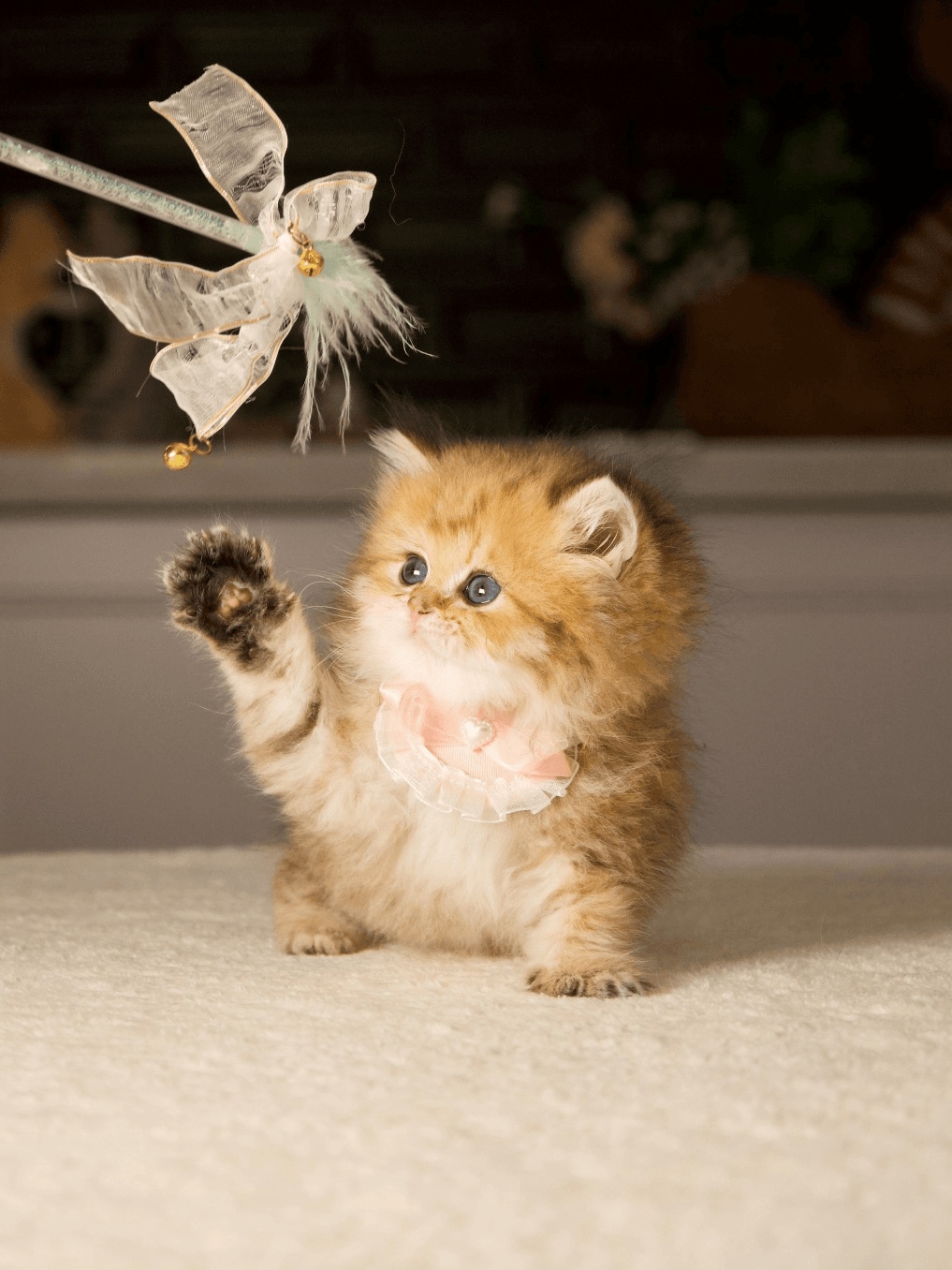 British Longhair Features: A Guide to Their Look, Personality, and Care