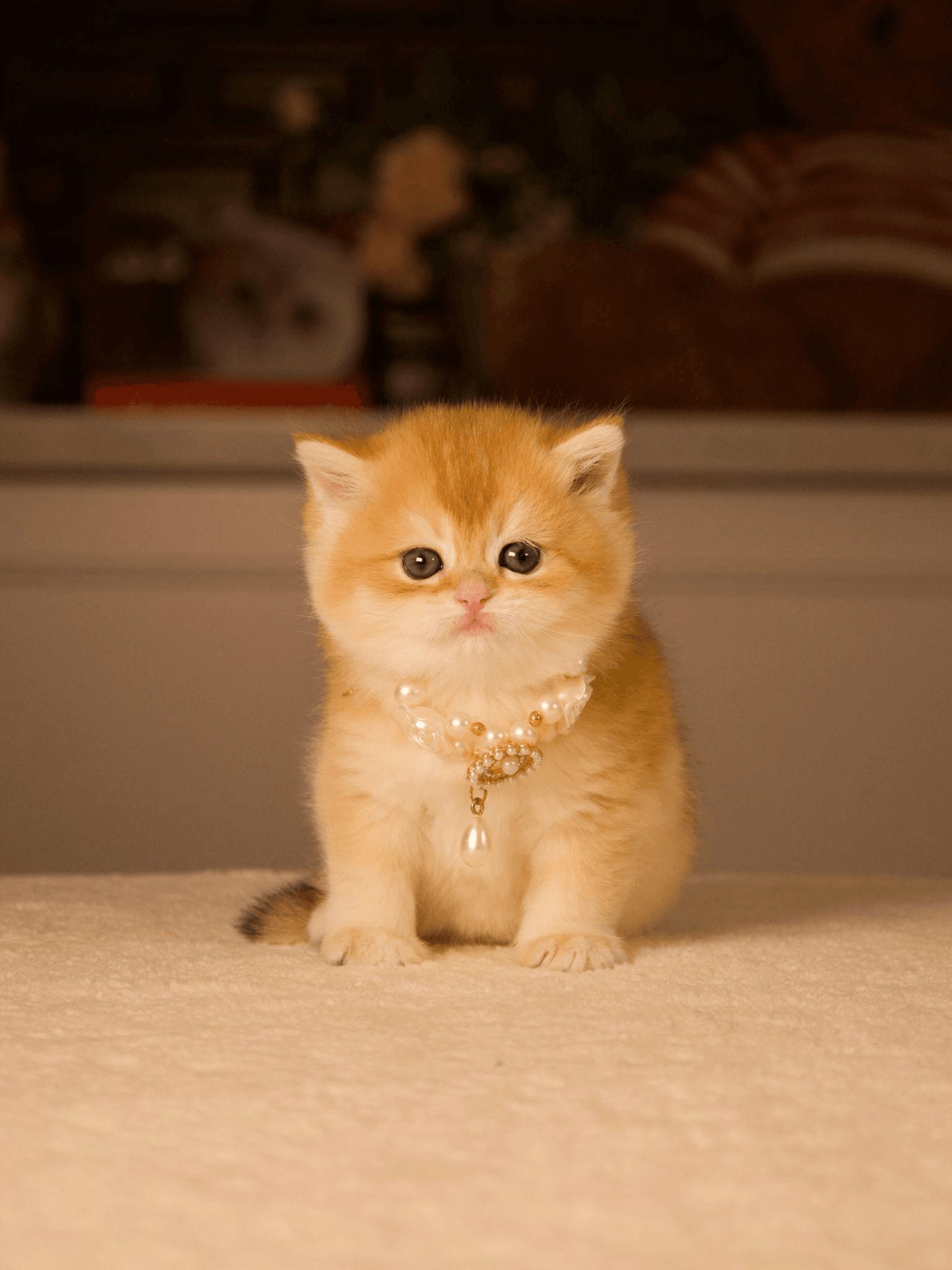 A golden shaded kitten