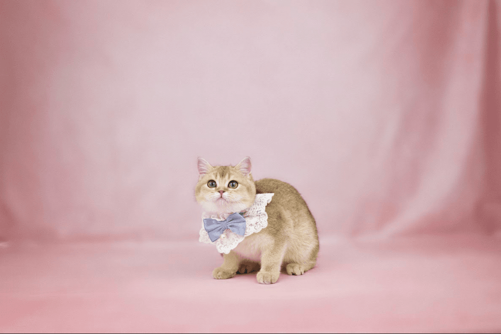 Caring for a British Shorthair: Grooming and Care Tips