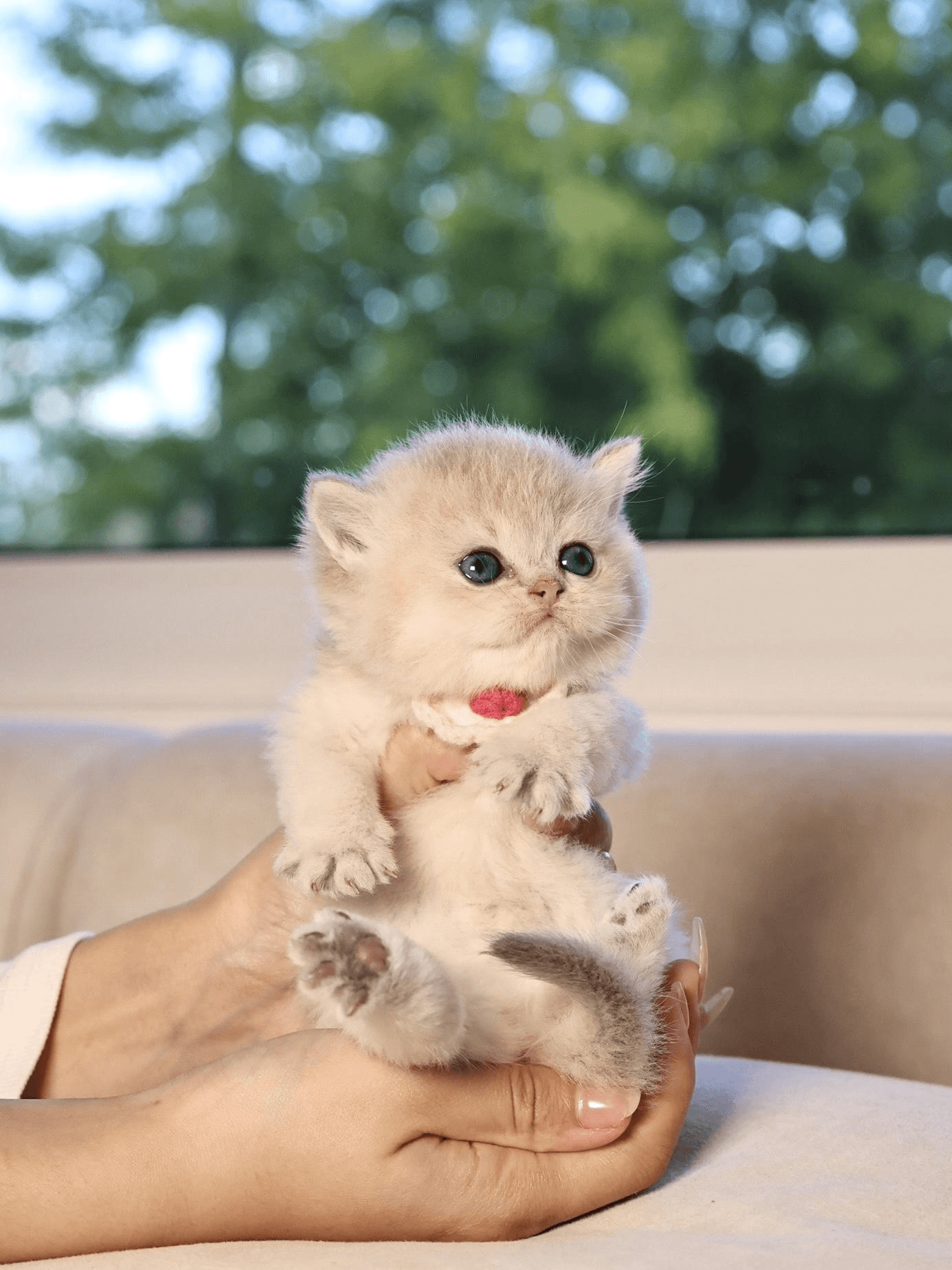 The Secret to Raising a Social and Confident Kitten 