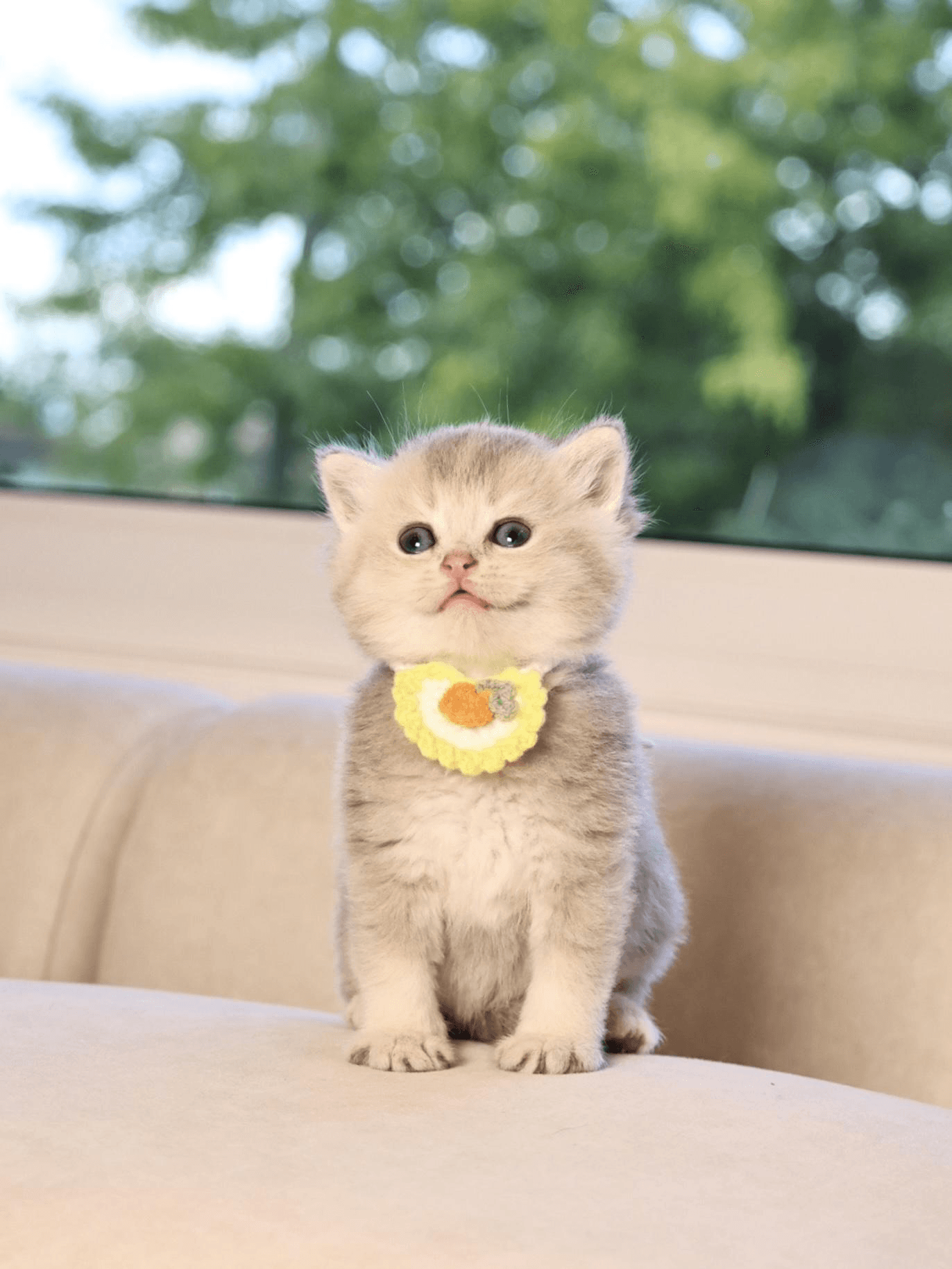 a kitten sitting happily, wearing a yellow bib