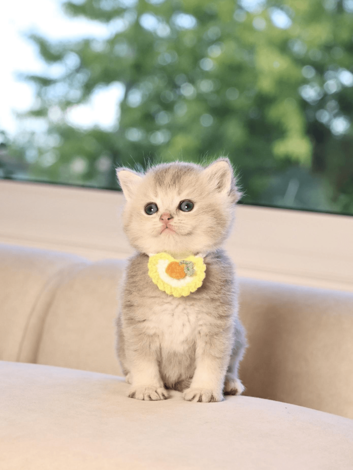 Understanding Kitten Health Checks and Why They Matter 
