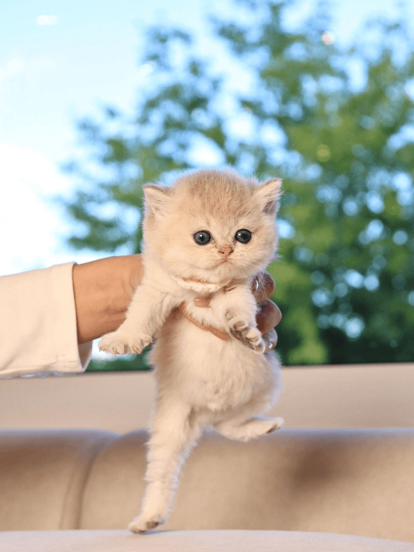 a person holding a kitten in their hand