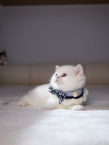 Why British Cats Are the Ideal Pets for Families and Independent Owners Alike