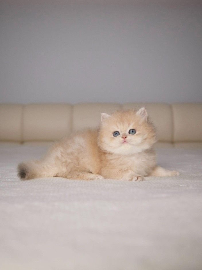 A kitten lounging