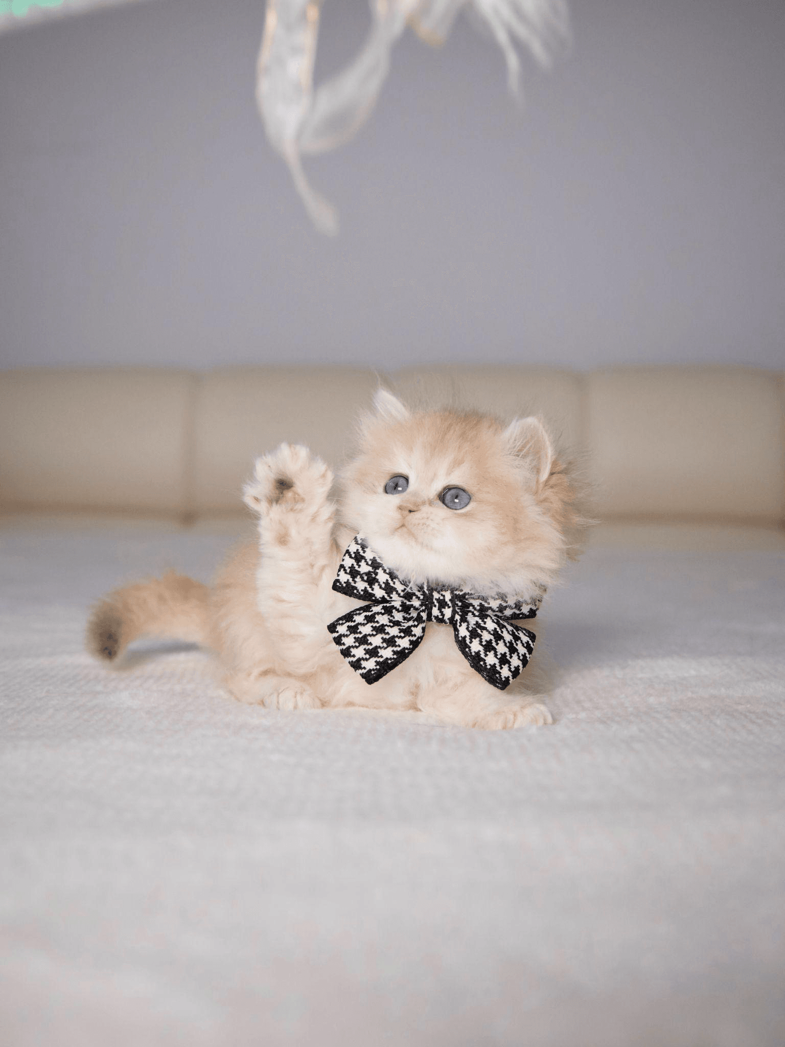 Interactive Toy Ideas for Playful British Longhairs and Shorthairs