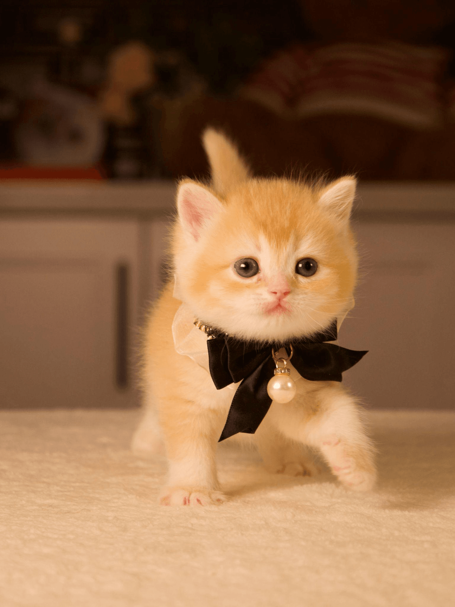 How International Cat Shows Help Maintain Exceptional Breed Quality