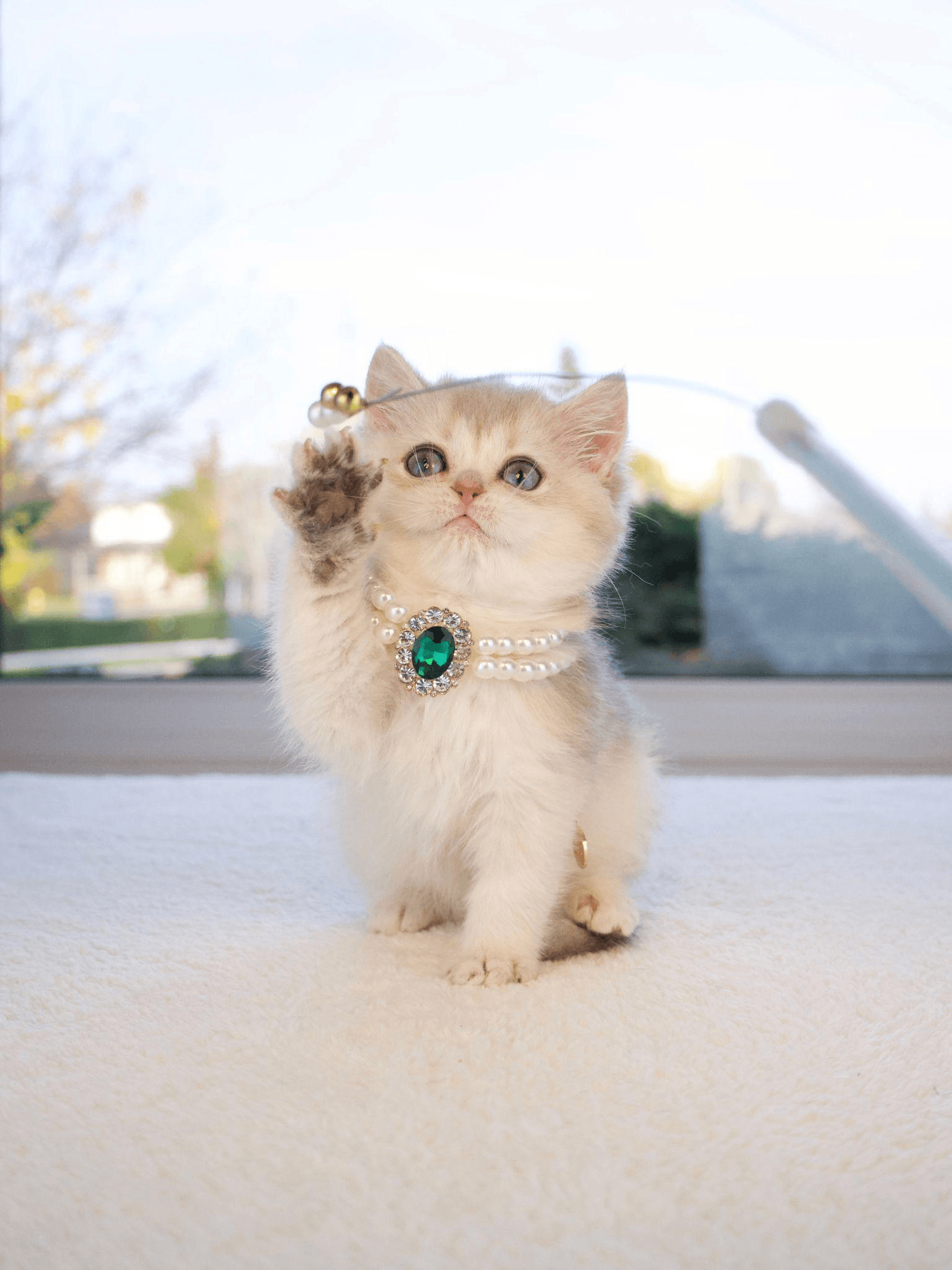 A kitten in a necklace