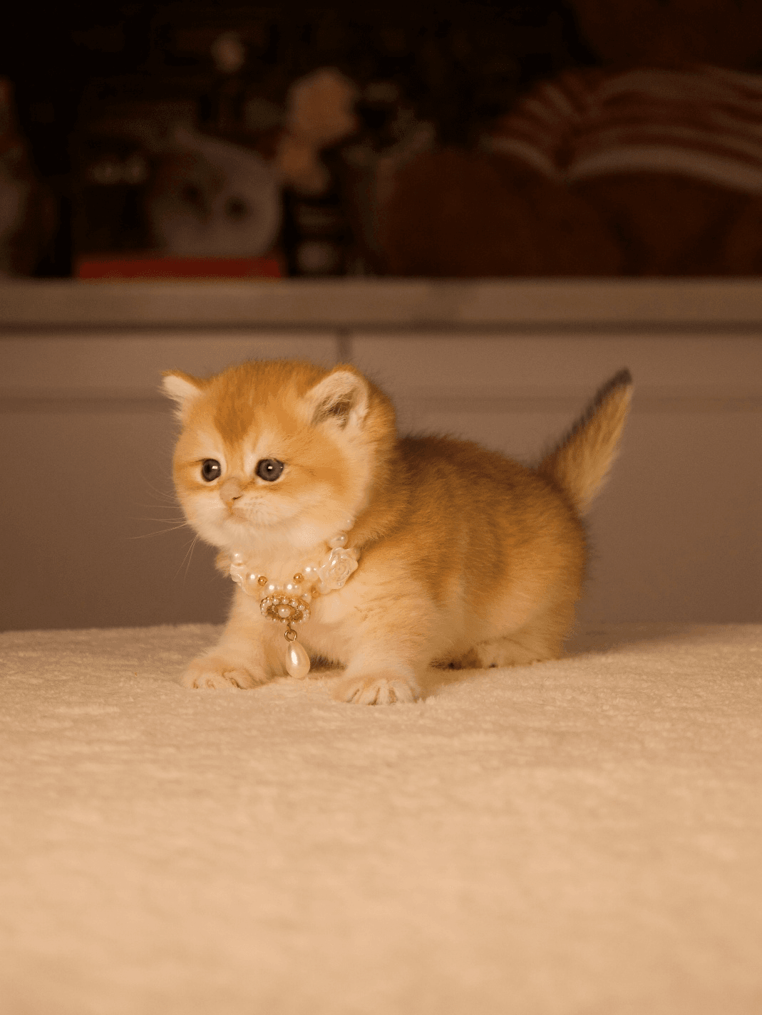 A ginger kitten wearing a pearl necklace