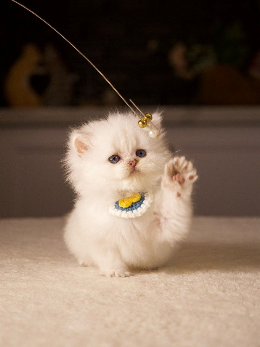 Kittens with Heart: How CatKing Cattery Raises Cats with Exceptional Temperaments