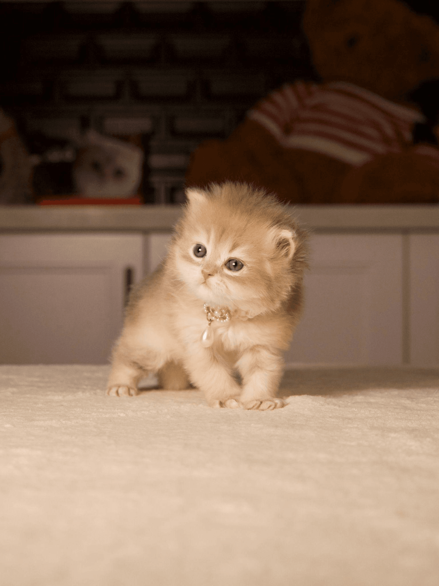 A kitten with blue eyes