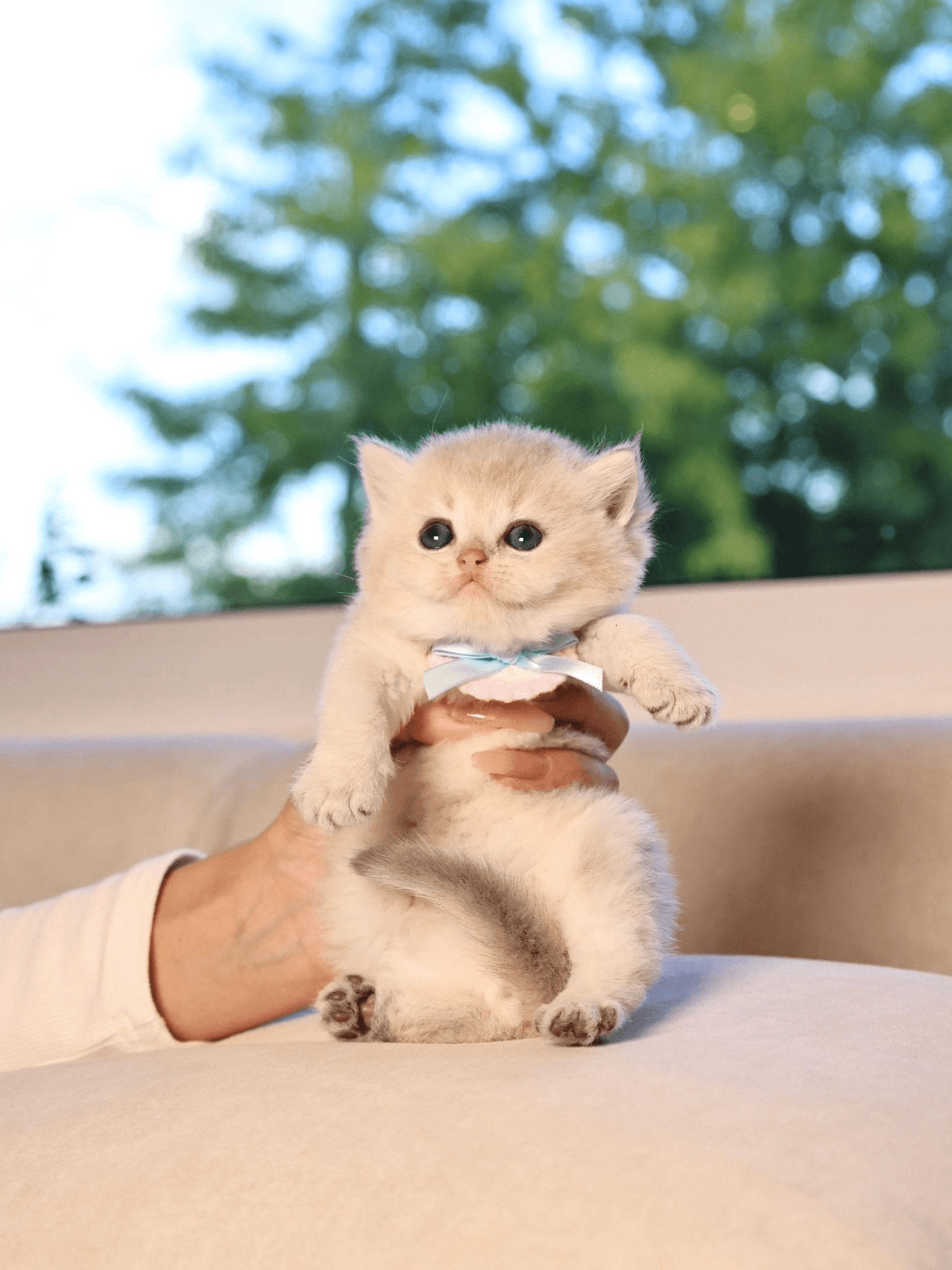 a person holding a kitten with a cream coat
