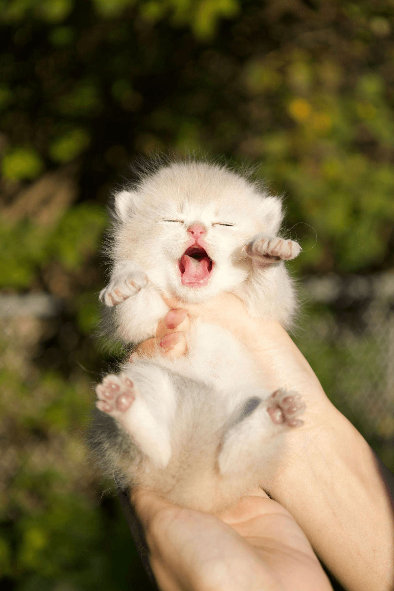 How Responsible Breeding Ensures Happy, Healthy Kittens 