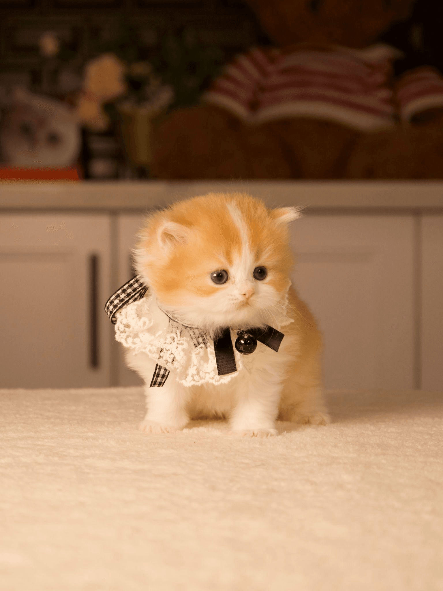 Orange kitten in a lace collar sitting upright on a beige carpet.