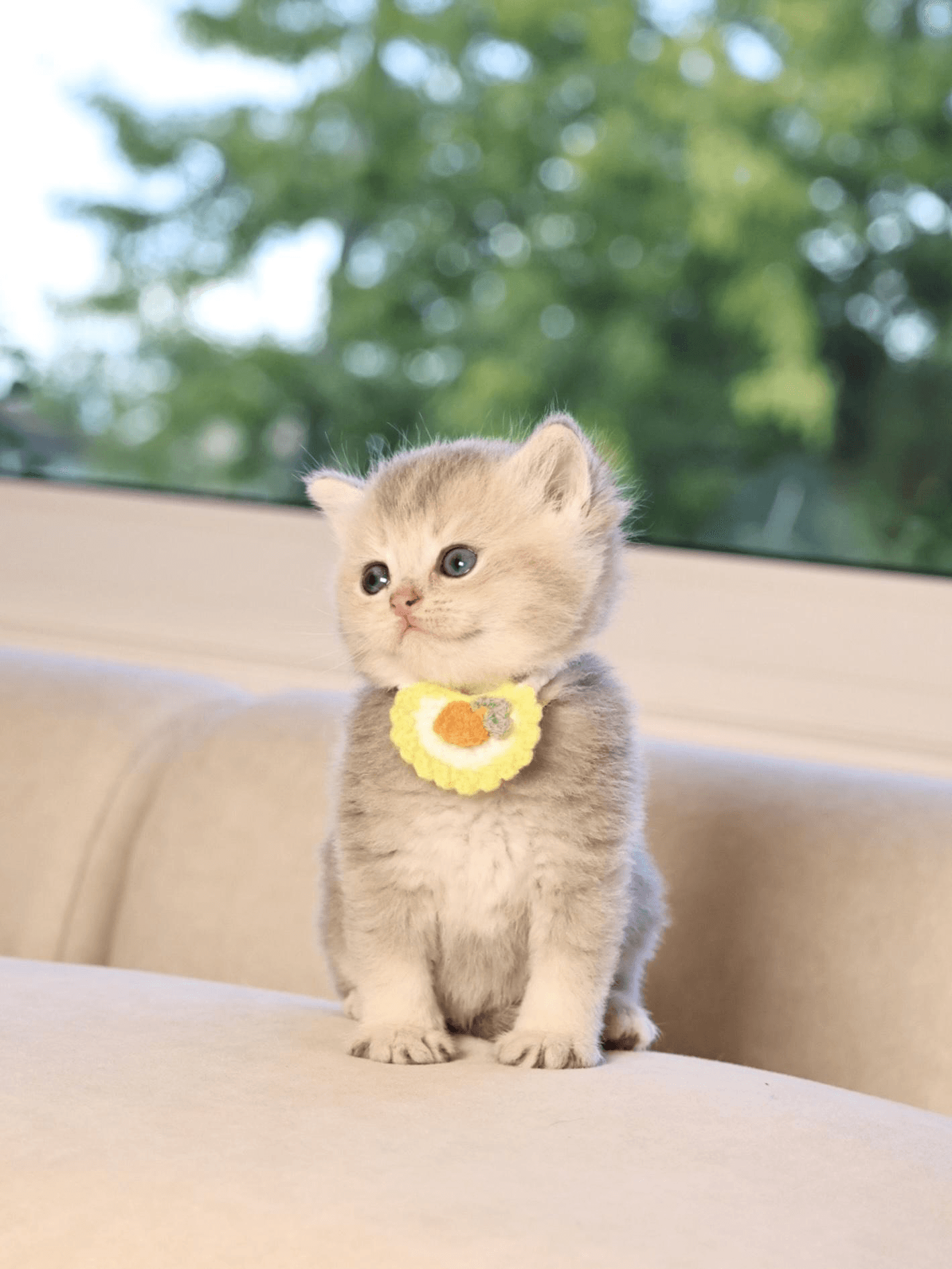 British Longhair Cats: Temperament, Grooming, and Lifestyle