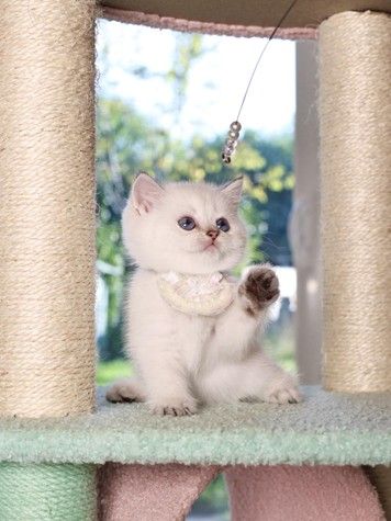 a kitten enjoying playtime with a string toy