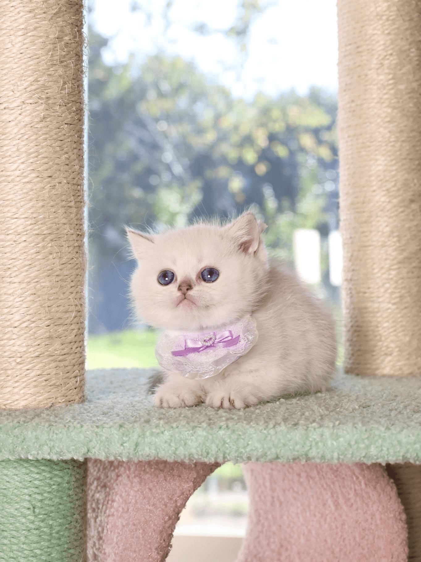 How Premium Breeding Practices Reduce Common Cat Health Issues 
