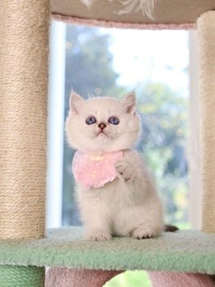a white kitten wearing a pink bib