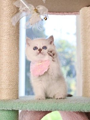 a kitten with a pink bib, interacting with a toy