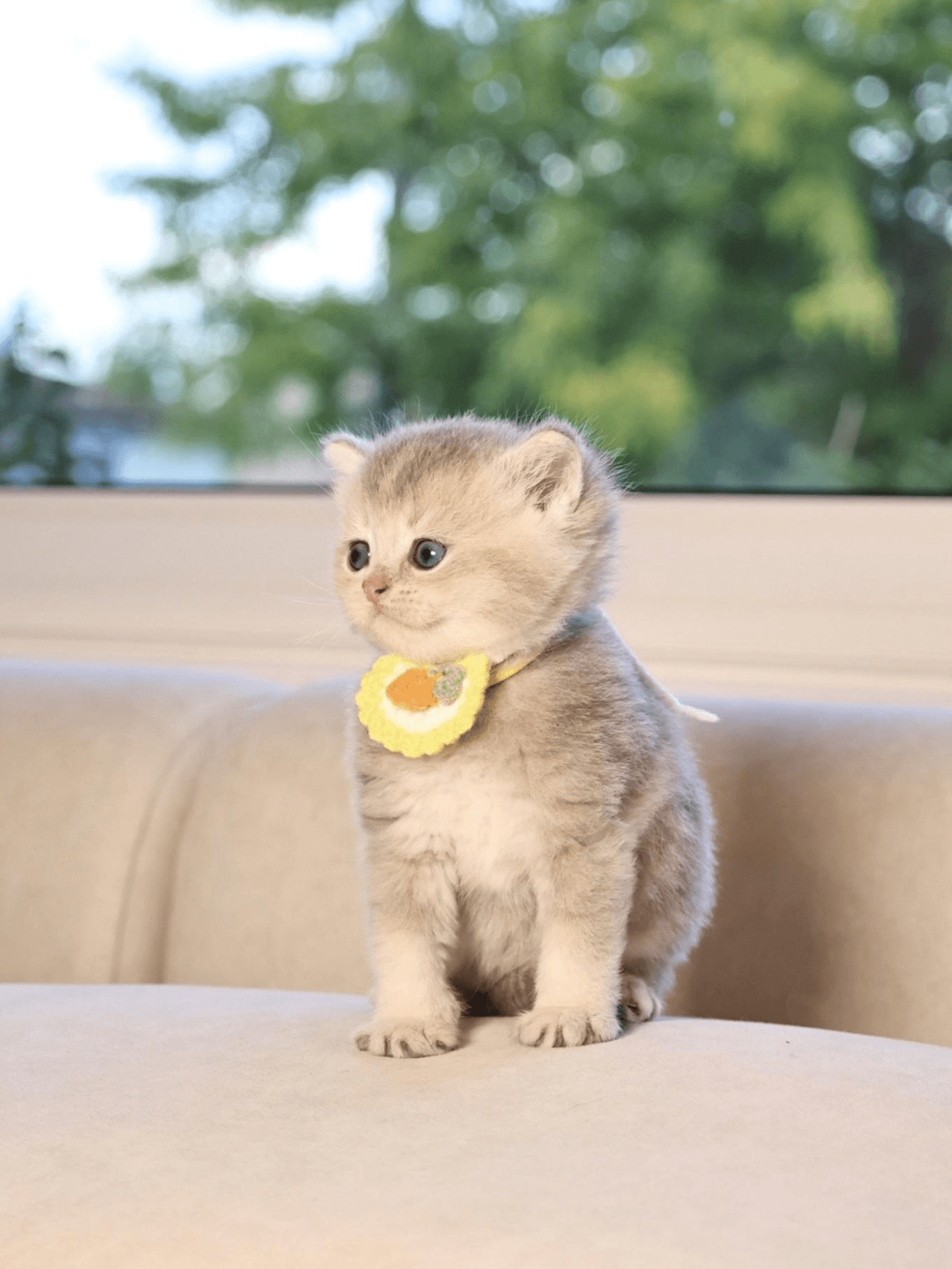  a kitten with a yellow bib around its neck