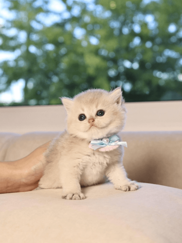 Choosing Between a Kitten and an Adult Cat: What Buyers Need to Know 