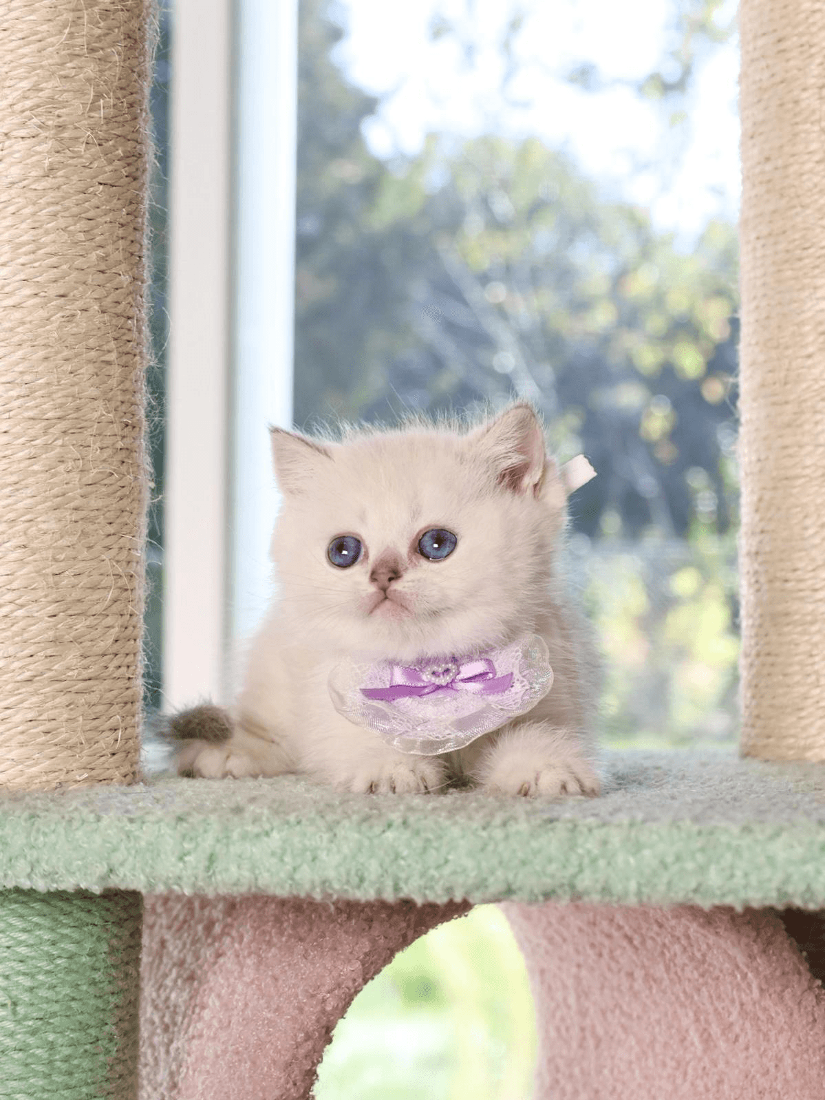 a white-coat kitten sitting in a scratch post
