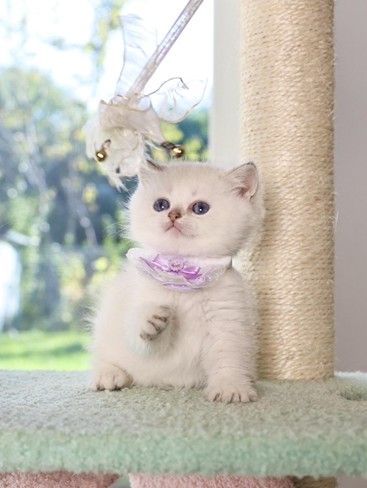 a white kitten reaching for a cat toy