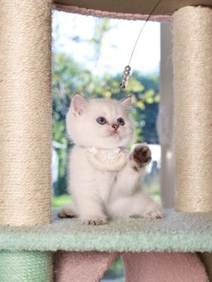 The Science Behind Selecting a Calm vs. Playful Kitten 