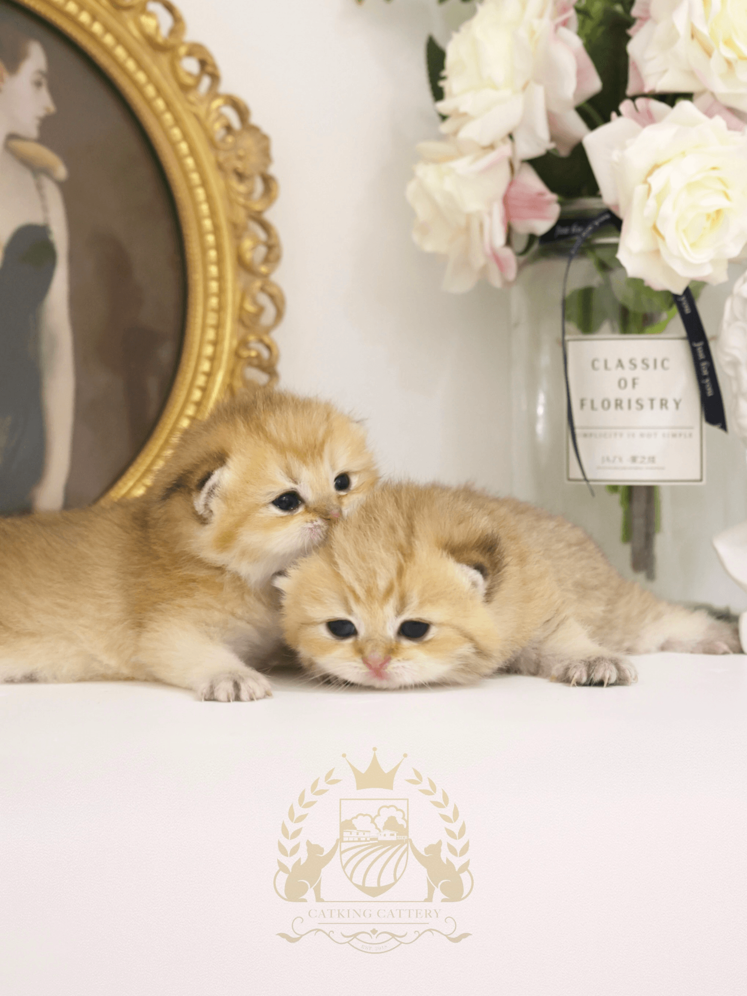two kittens resting on each other