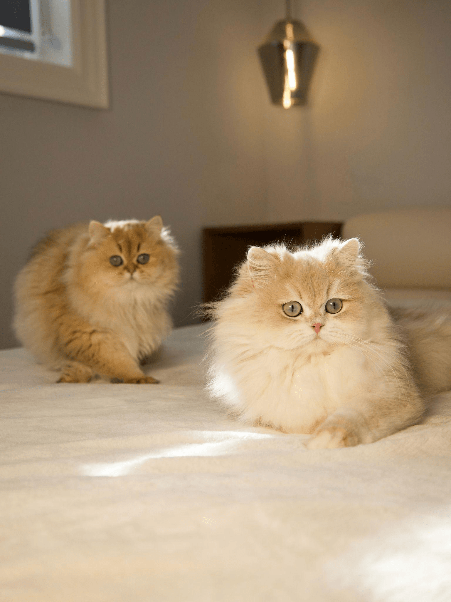 Two Longhair cats