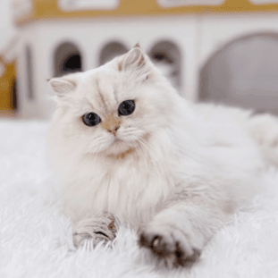 A British Longhair kitten after regular grooming