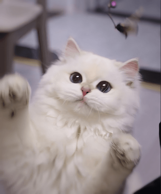 The Art of Socializing Kittens: Why Early Development Matters