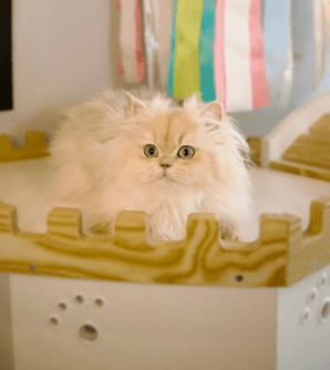 A British Longhair kitten