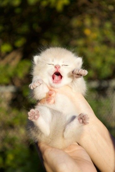 a kitten basking in the sun on a person’s hand