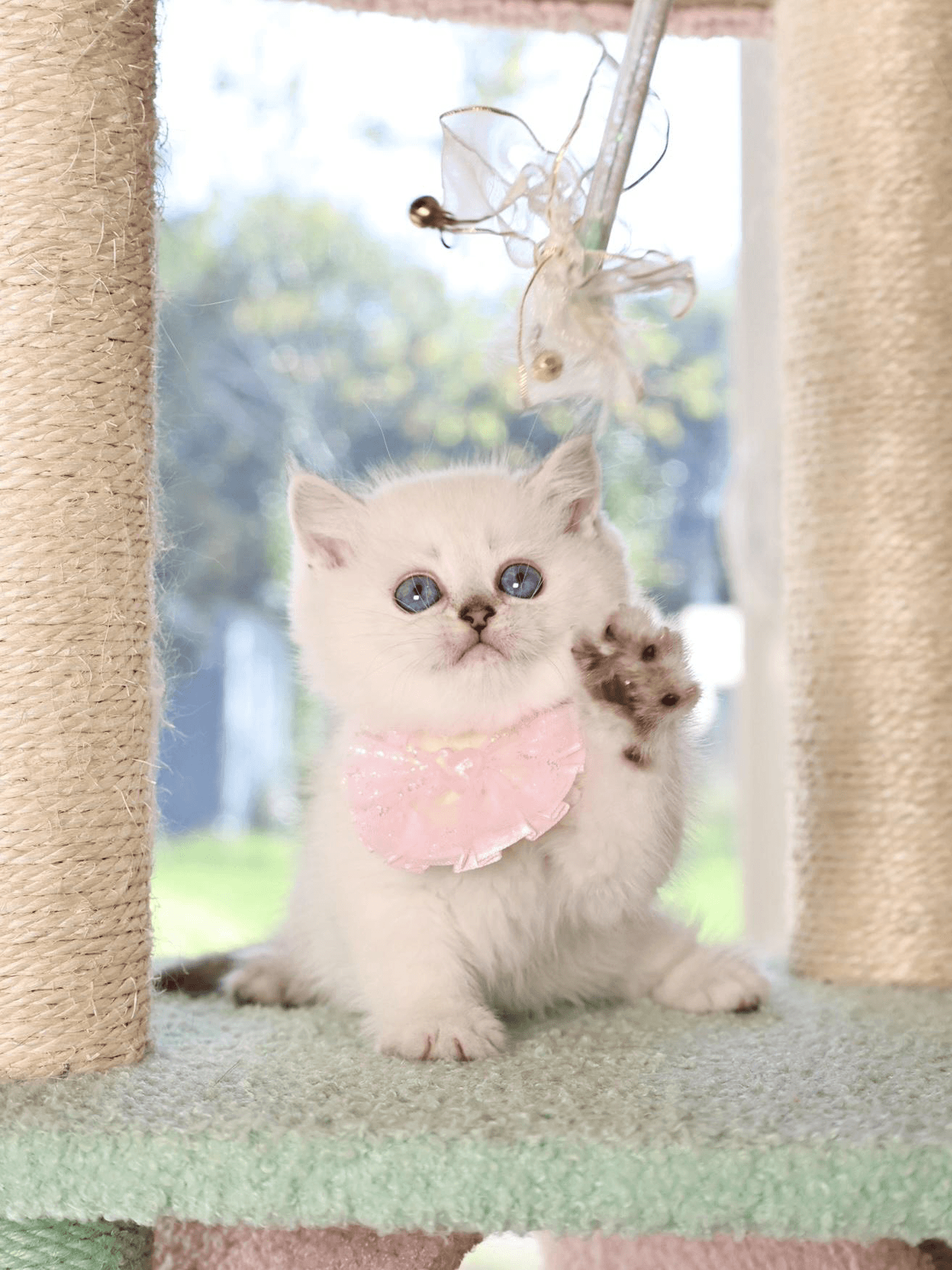 a white kitten playing with a cat toy