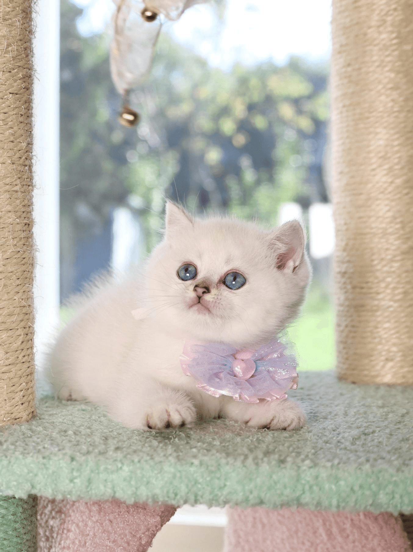a playful kitten concentrating on a toy