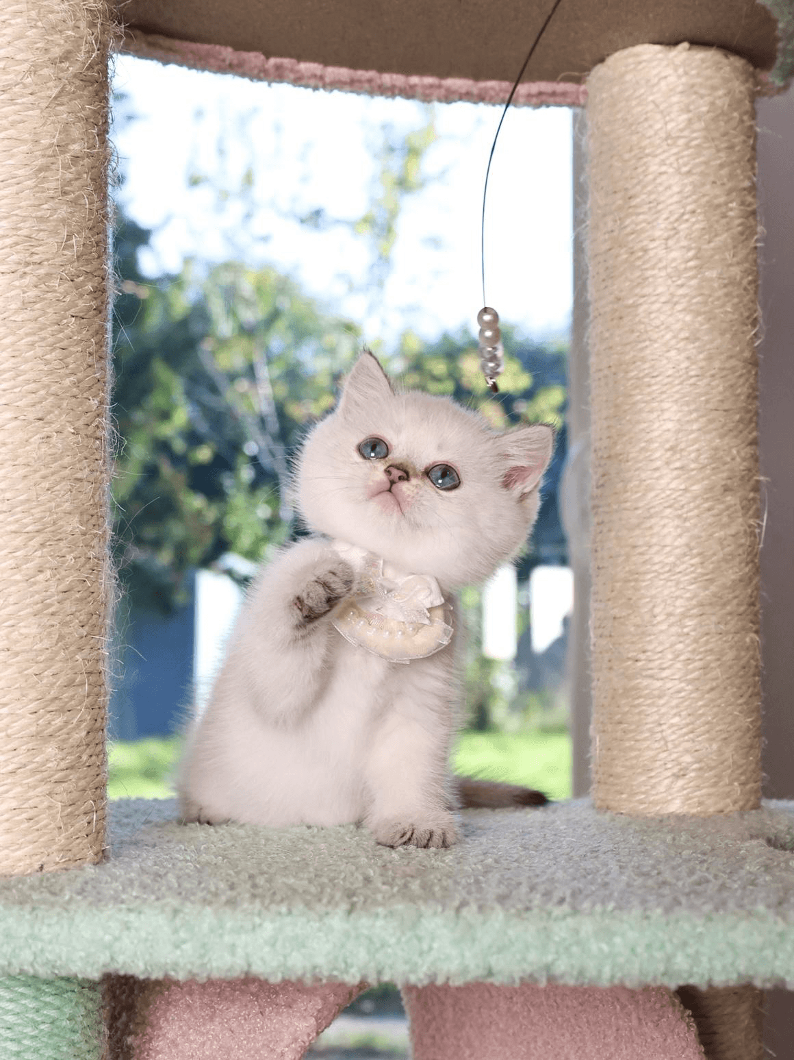  kitten playing with a string of beads