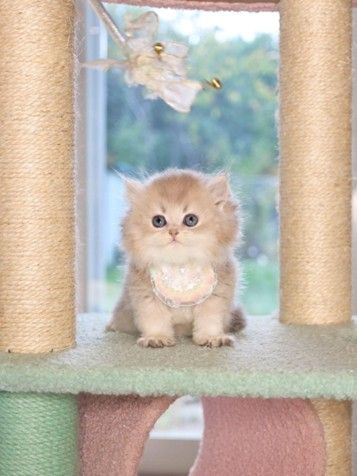 British Shorthair vs. British Longhair: Which Breed Fits You Best?