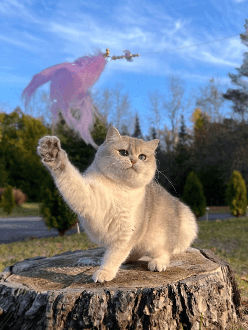 A British Shorthair cat playing with a toy