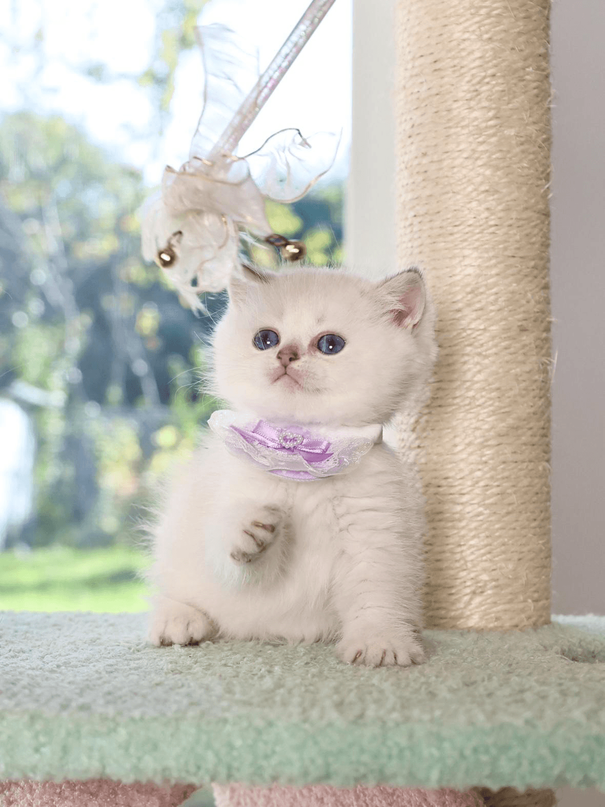  a kitten playing inside a cat scratching post
