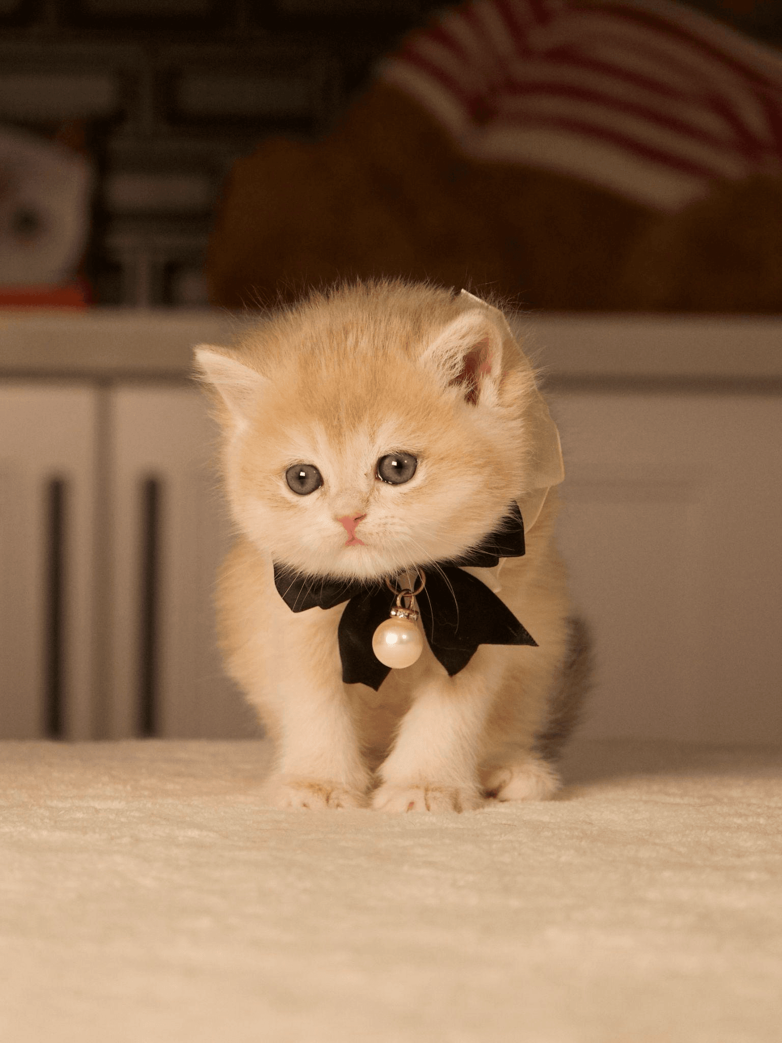 From Pedigree to Personality: Understanding the True Value of a Purebred British Kitten