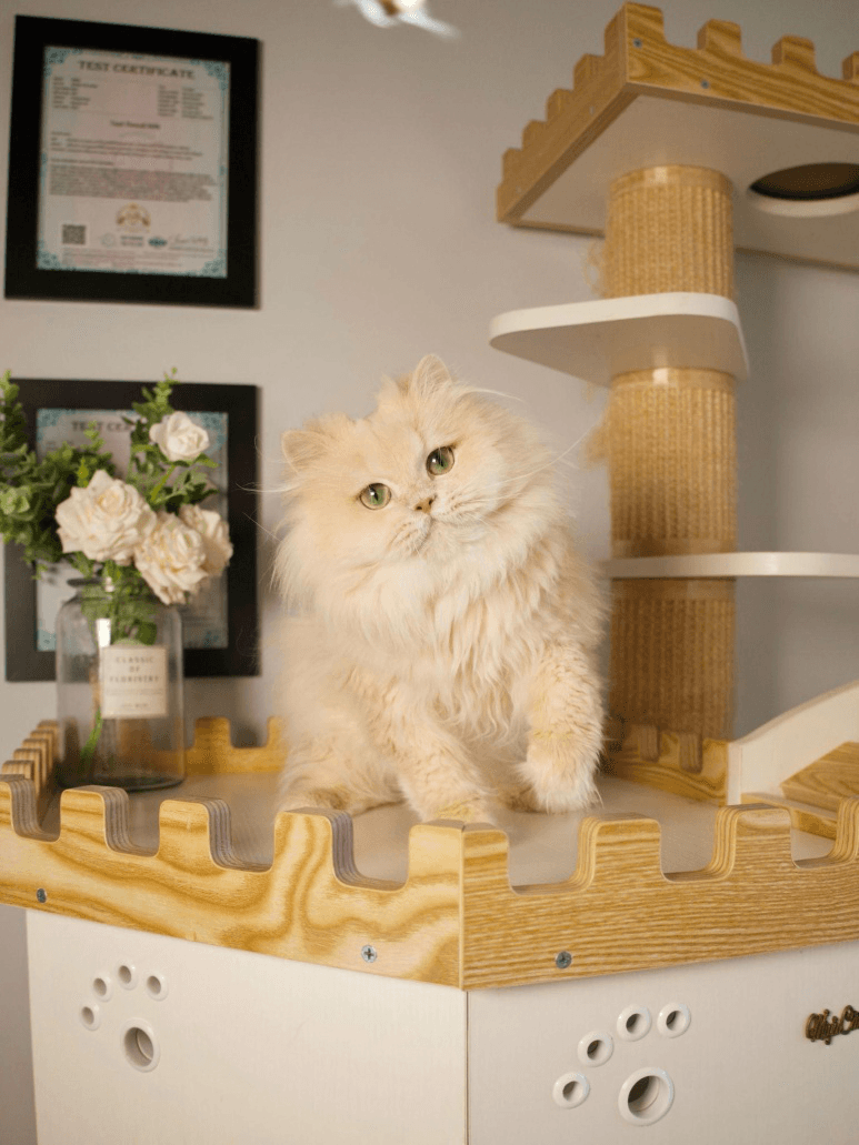A British Longhair