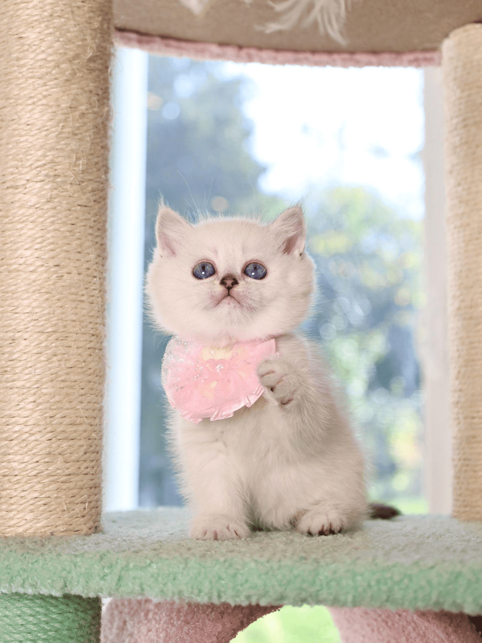 Shaded kitten wearing a pink collar perched on a cat tree platform.