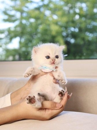 a white British Shorthair kitten held up by a person