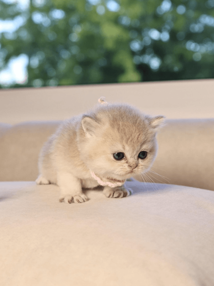 a kitten shyly sitting on a cushioned surface