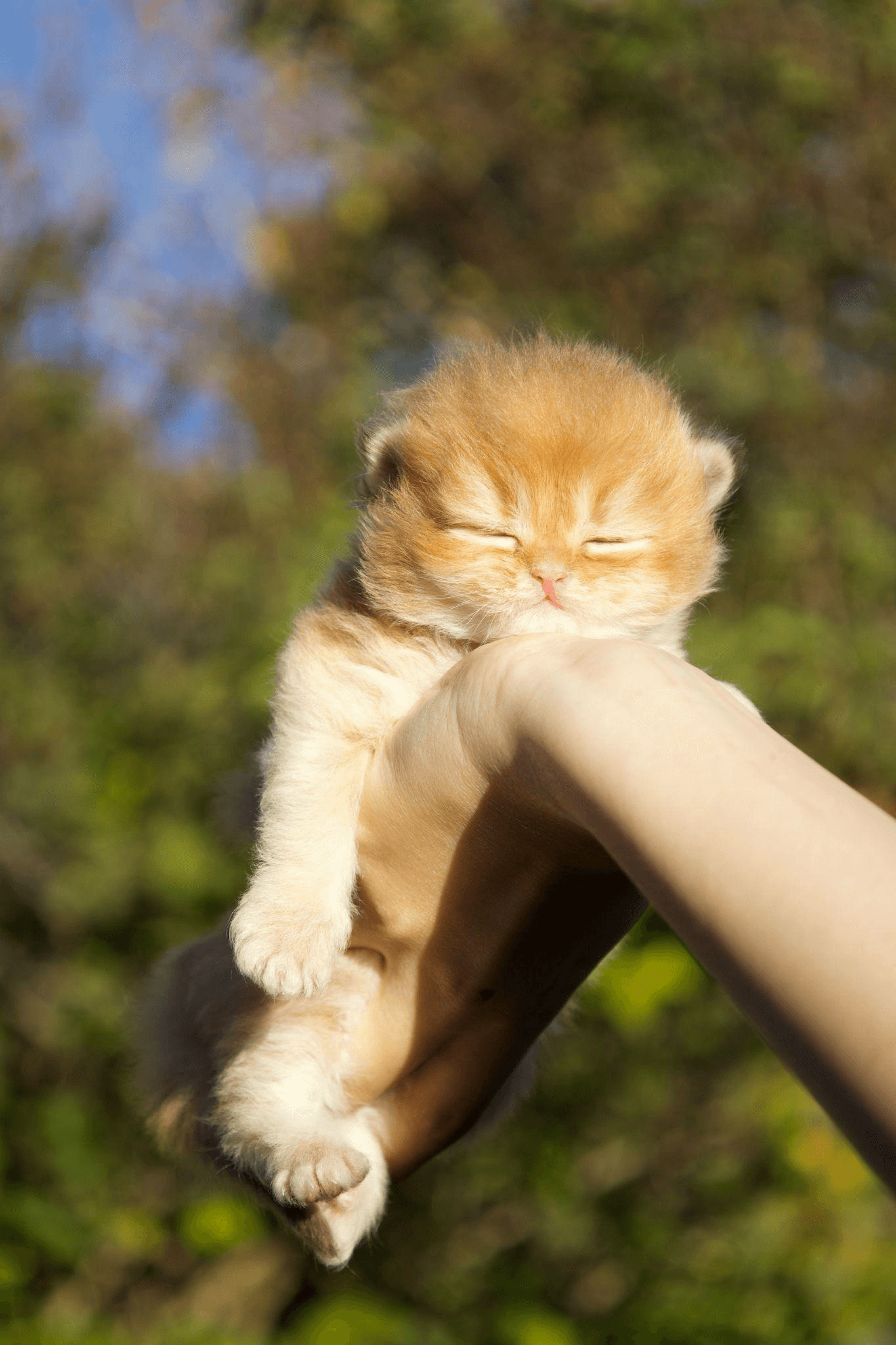 a brown kitten sleeping outdoors