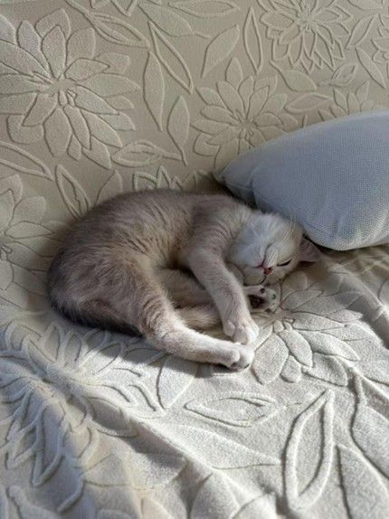 a grey kitten sleeping against a pillow