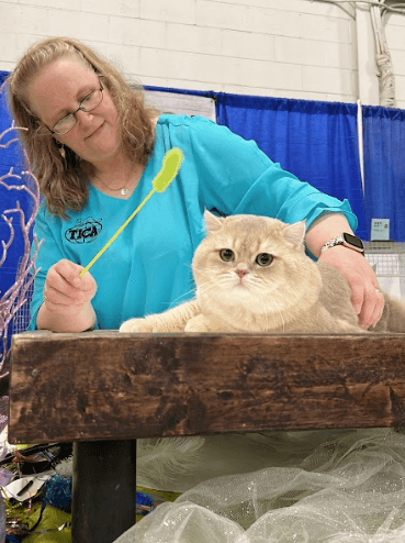 A person bonding with a British Shorthair cat