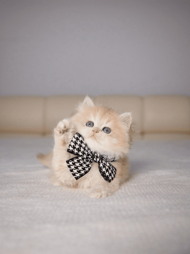 A tan kitten wearing a black and white bow